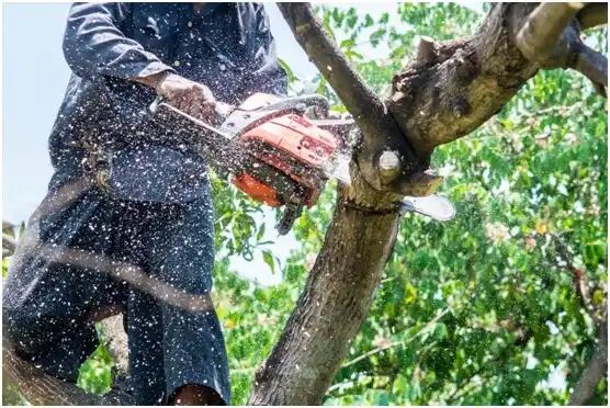 tree services Martinsville